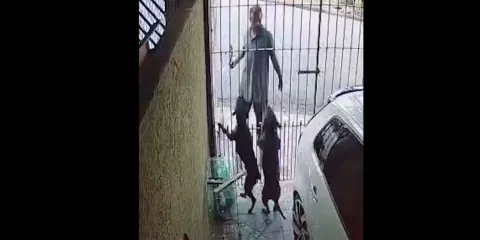 VIDEO. El perro es el mejor amigo del hombre y lo demuestra defendido su casa de un ladrón