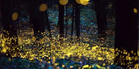 Santuario de las Luciérnagas en Amecameca: Un espectáculo natural imperdible cerca de CDMX