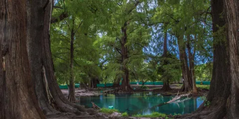 Visita Los Ahuehuetes de Tepeojuma, el destino natural imperdible de Puebla