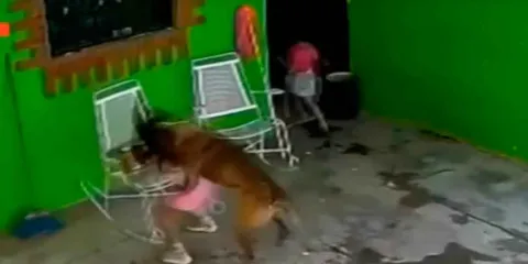 IMÁGENES SENSIBLES. Pastor belga que atacó a niña en Coahuila será sacrificado; menor recibió 68 puntadas