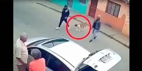 VIDEO. Perro callejero evita robo y se vuelve héroe al defender a pareja de adultos mayores