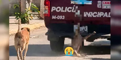 IMÁGENES SENSIBLES. Indignación en Puebla por patrulla que arrastra a un perro amarado en Xochiltepec