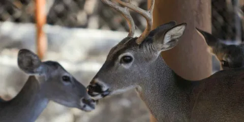 Los Venaditos en Tepoztlán: el paraíso natural oculto de Morelos