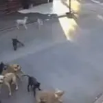 VIDEO FUERTE. Jauría de 15 perros ATACAN a mujer de 79 años