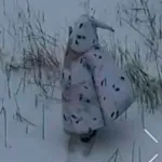 VIDEO. Soldado ruso intenta infiltrarse con disfraz de pingüino y lo estallan con dron