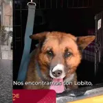 IMÁGENES SENSIBLES. Caso Lobito: indignación en Naucalpan por brutal acto de maltrato animal