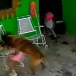 IMÁGENES SENSIBLES. Pastor belga que atacó a niña en Coahuila será sacrificado; menor recibió 68 puntadas