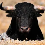 IMÁGENES SENSIBLES. Joven sufre brutal cornada por creerse torero