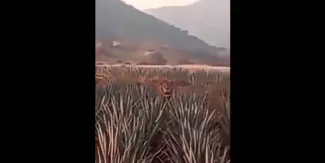 IMPOSIBLE. León aparece entre plantíos de agave en Nayarit y desata pánico entre trabajadores/VIDEO