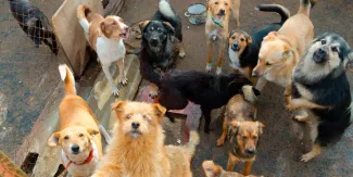 Tribunal ordena restitución del predio al Refugio Franciscano tras irregularidades en desalojo