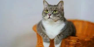 Día Internacional del Gato 20 de febrero: origen, historia y beneficios para la salud