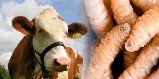 Confirman primer caso de miasis por gusano barrenador en humano en Puebla