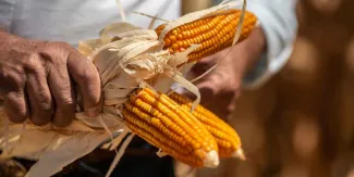 Compra de maíz a Estados Unidos rompe récord en 2026 pese a tensiones comerciales