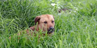 El perro amarillo es reconocido como raza mexicana: el lomito callejero que conquista al país