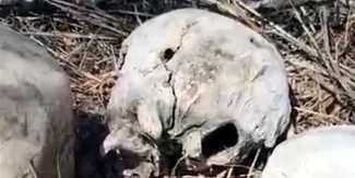 Hallan restos calcinados de 14 personas en Reynosa y advierten posible “zona de exterminio”