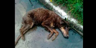  Indignación en San Mateo Atenco: detienen a hombre por presunto abuso sexual contra un perrito