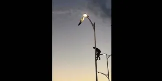 Joven rescata gaviota atorada en un poste en BCS  y se vuelve viral en redes sociales