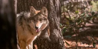 Liberan familia de lobo mexicano en Durango