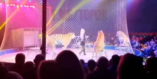 Tigre salta hacía el público en circo ruso tras falla de seguridad