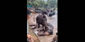 VIDEO. Muere turista aplastada por pelea entre elefantes en India