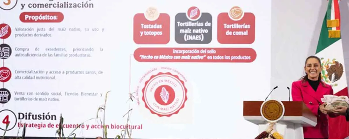 Claudia Sheinbaum lanza el Plan Nacional de Maíz Nativo para fortalecer este cultivo y a familias productoras 