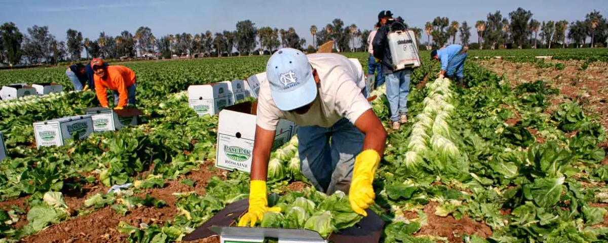 Sectores estratégicos de EE.UU. ya resienten la escasez de trabajadores mexicanos