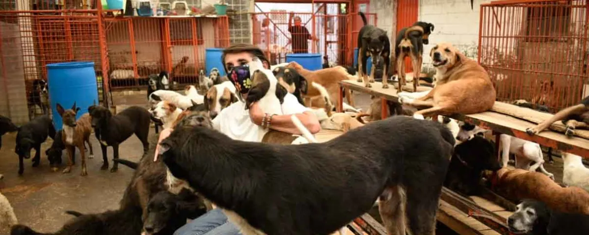 Mueren seis perros rescatados del Refugio Franciscano; 21 siguen hospitalizados en CDMX