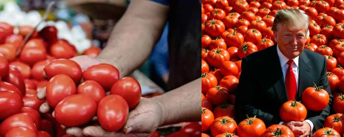 Por culpa de Trump precio del jitomate supera los 50 pesos en México