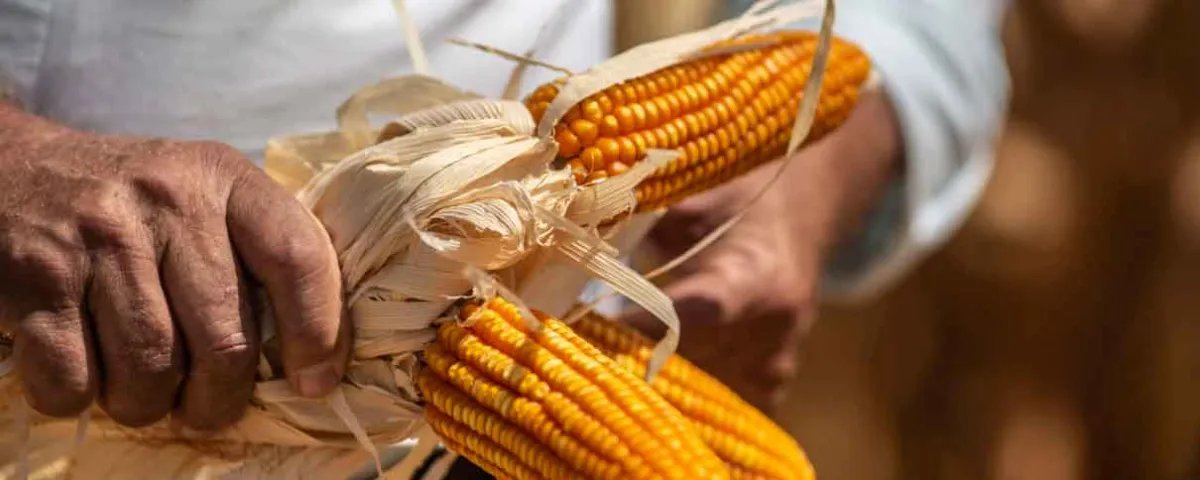 Compra de maíz a Estados Unidos rompe récord en 2026 pese a tensiones comerciales