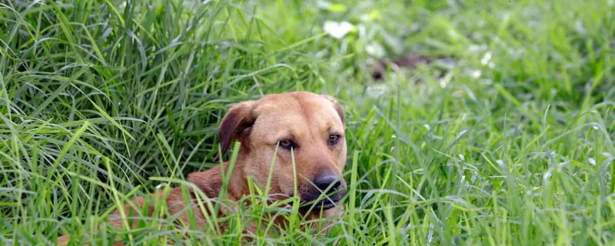El perro amarillo es reconocido como raza mexicana: el lomito callejero que conquista al país