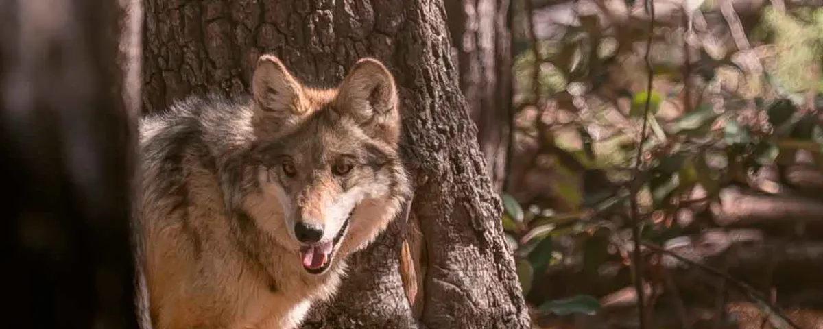 Liberan familia de lobo mexicano en Durango
