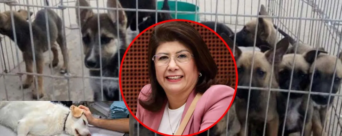 Senadora de Morena acepta sacrificio de 10 mil perros en su gestión como alcaldesa de Tecámac