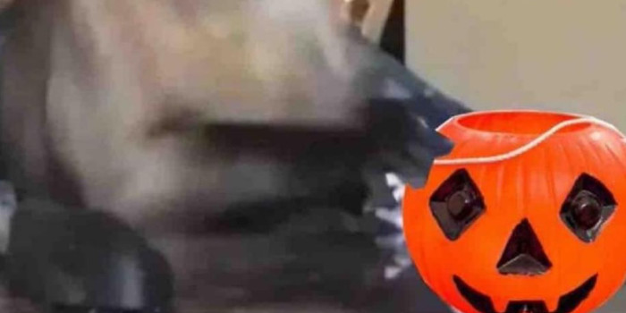 Calabaza